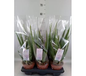 Aloe vera barbadensis 14/45cm