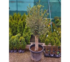 Olea europea 45