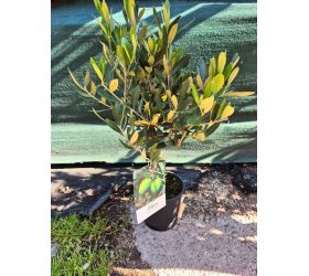 Olea europea 15/55cm