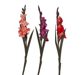 Ks gladiola zamat mix/3f 92cm