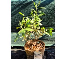 Plant arr. olea 14
