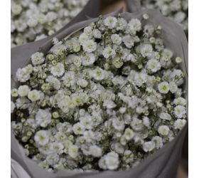 Gypsophila million/ ks