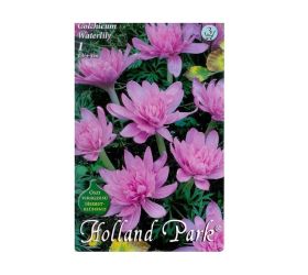 Colchicum waterlili 1ks