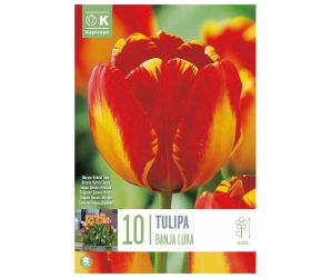 Tulipán banja luka 10 ks
