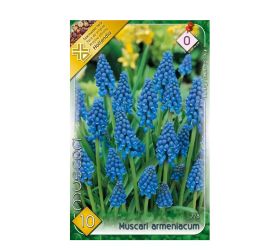 Muscari armeniacum 10ks