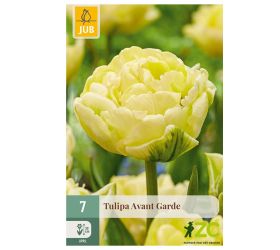 Tulipán avant garde 7ks