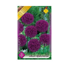 Allium aflatunense 3ks