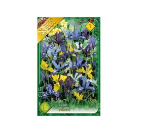 Iris dwarf.mix 10ks