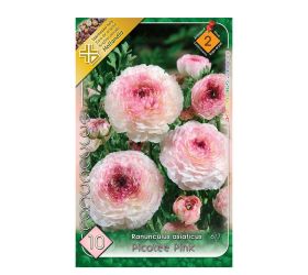 Ranunculus picotee pink 10ks