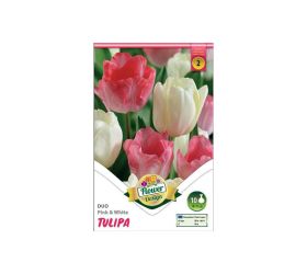 Tulipán duo pink&white 6ks