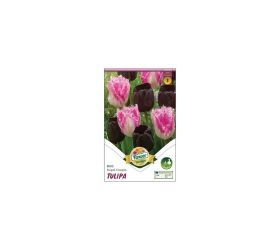 Tulipán triumph purple 6ks