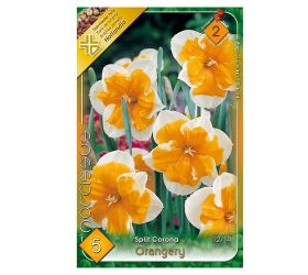 Narcis orangery 5ks