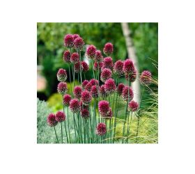 Allium sphaerocephalon 30ks