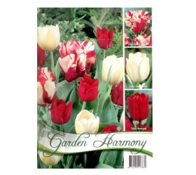 Kolekcia red-white tulips 15ks