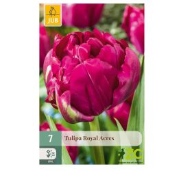 Tulipán royal acres 7ks