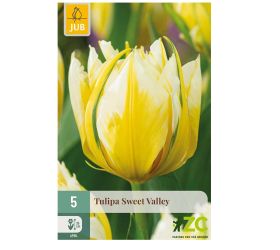 Tulipán sweet valley 5ks