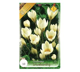 Crocus snowbunting 10ks