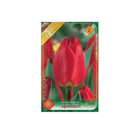 Tulipán apeldoorn 8ks