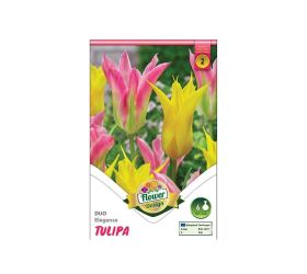 Tulipán duo elegance 6ks