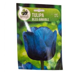 Tulipán bleu aimable 5ks