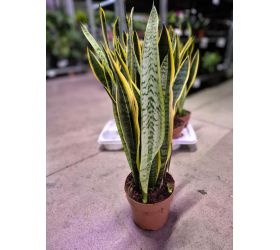 Sansevieria tri. laurentti 17/70cm