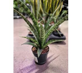 Sansevieria trifasciata 10,5/35cm