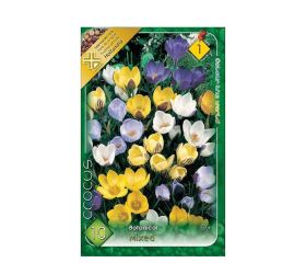 Crocus botanical mix10ks
