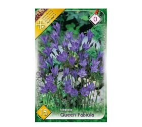 Triteleia queen fabiola 15ks