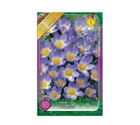 Crocus sieberi tricolor 10ks