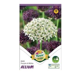 Allium duo purple&white 6ks