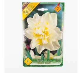 Narcis white lion 5ks