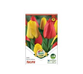 Tulipán duo red&yellow 6ks