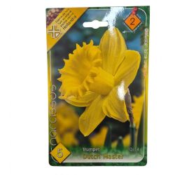 Narcis dutch master 5ks