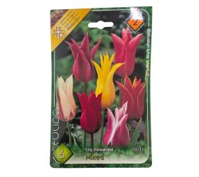 Tulipán lilyflowered mix 6ks
