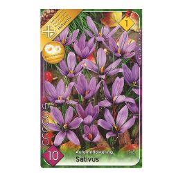 Crocus sativus 10ks