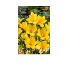 Freesia yellow 10ks