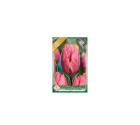 Tulipán pretty princess 5ks
