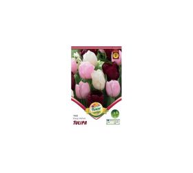 Tulipán trio deep velvet 6ks