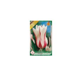 Tulipán marylin 6ks