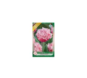 Tulipán queensland 6ks