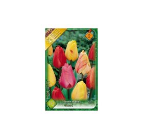 Tulipán darwin mix 10ks