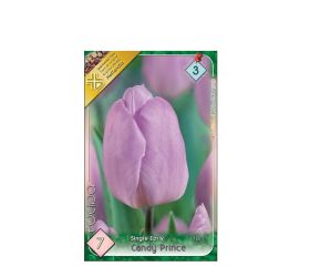 Tulipán candy prince 7ks