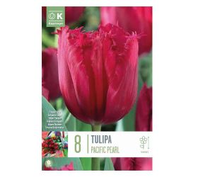 Tulipán pacific pearl 8ks