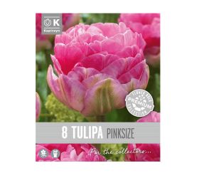 Tulipán prem.pink size 8ks