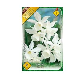 Narcis thalia 5ks