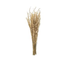 Levandula bielená /zv
