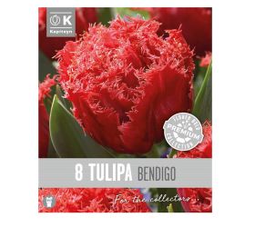 Tulipán prem.bendigo 8ks