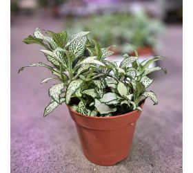 Fittonia mix 7-8,5/12cm