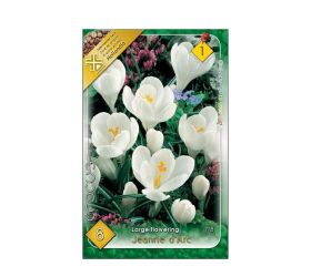 Crocus jeanny d´arc 8 ks