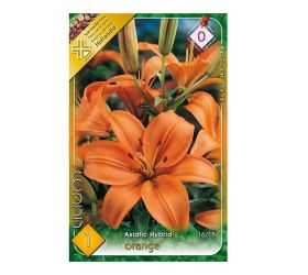 Ľalia asiatic orange 1 ks